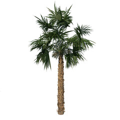 Front view of Tree (Adolescent Palmetto Palm Tree 2) Plant white background 3D Rendering Ilustracion 3D	