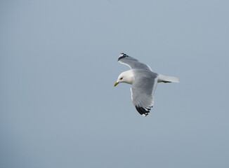 Möwe im Flug mit Blick nach unten