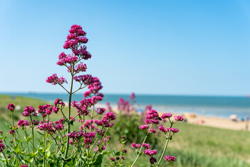 Closeup shot of red valerian (Centranthus ruber) flowers by the beach