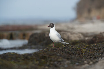 Lachm&ouml;we am Strand (Ostsee)