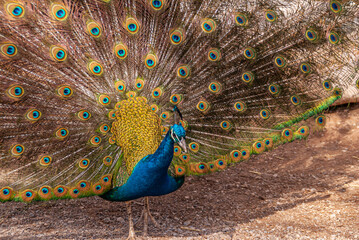 Las Vegas, Nevada, USA - February 23, 2010: Red Rock Canyon Conservation Area. Frontal closeup of male peacock with open tail brings ultimate peacock photo.