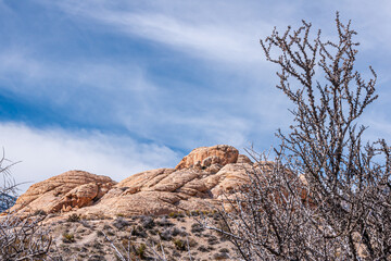 Las Vegas, Nevada, USA - February 23, 2010: Red Rock Canyon Conservation Area. Dry tree in front of...
