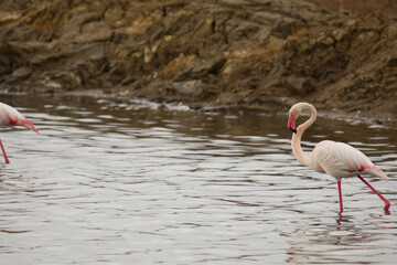 Kuba-Flamingo Phoenicopterus ruber Salinas del Odiel Huelva Spanien