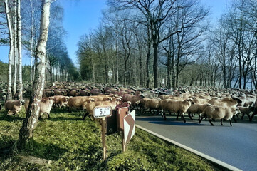 Heidschnucken überqueren eine Landstrasse, Schafherde auf Wanderschaft, Schafe blockieren eine Landstrasse,, Schafherde 