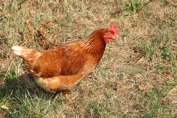 Haushuhn / Domestic Chicken / Gallus gallus domesticus