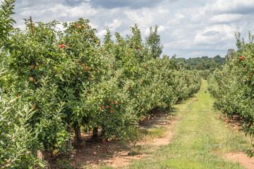 Fototapeta na wymiar Rows of apple trees at orchard in rural Pennsylvania 