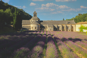 Selective focus on Abbey of Senanque with field of lavender flowers in blossom. Gordes, Luberon, Vaucluse, Provence, France, Europe.