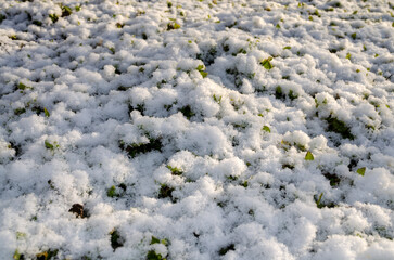 winter ground surface with white fluffy snow and green leaves