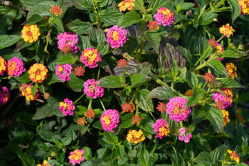 Wandelröschen (Lantana camara) Werder Havel Brandenburg