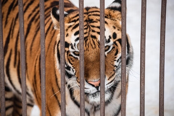 Striped tiger. A wild animal in a cage. A big wild cat. A dangerous predator.