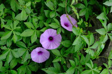 Closeup shot of blooming purple bower plant