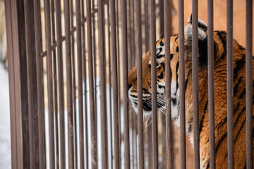Striped tiger. A wild animal in a cage. A big wild cat. A dangerous predator.