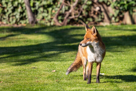 A wild fox standing calmly in a garden in London