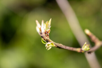 Bud of a plant, macro shot, springtime