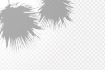 Realistic shadow tropical leaves and branches on transparent checkered background. The effect of overlaying shadows. Natural light layout.