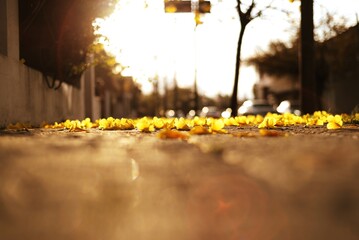 Flores de Lapacho amarillo