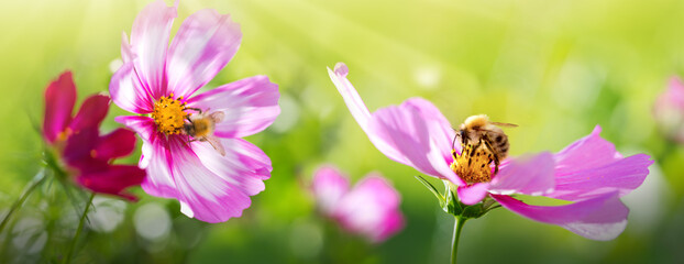 Bee working on pink cosmos flower. Summer background.