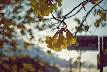 Flores de Lapacho amarillo