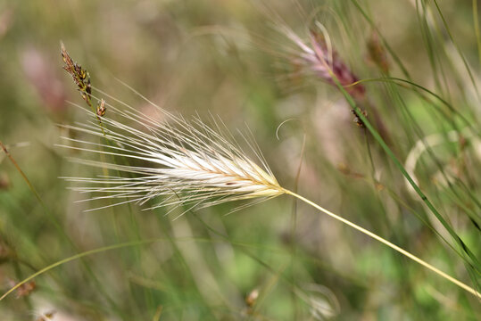 Close-up shot of a Hordeum marinum or Dasypyrum villosum plant with a blurry field background