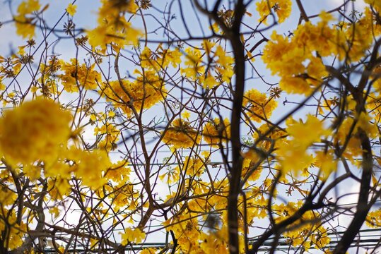 Flores de Lapacho amarillo
