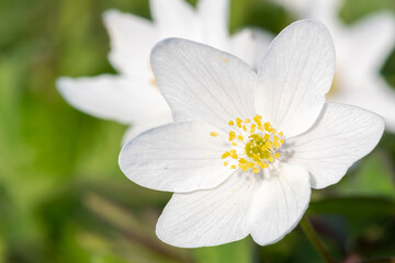 Wood anemone (anemone nemorosa) flowers in bloom