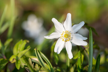Wood anemone (anemone nemorosa) flowers in bloom
