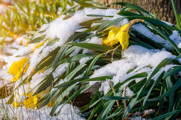 Drooping yellow blossom on a spring sunny day. Beautiful daffodil's drooping under the weight of an early spring snow storm.  Background of brilliant white snow.