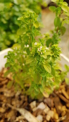 Plantas, flores, verde, planta de orégano, amarillo, naturaleza, hojas, organico