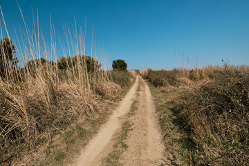 path in the field