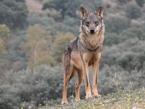 Iberian Wolf" Images – Browse 1,391 Stock Photos, Vectors, and Video |  Adobe Stock