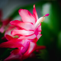 Fleur de Cactus d'hiver © fabrice