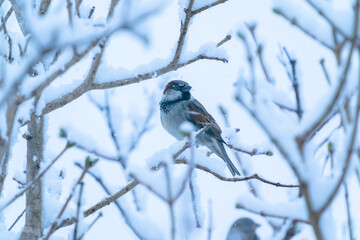 The house sparrow (Passer domesticus)