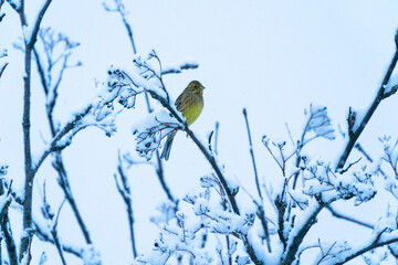 The yellowhammer (Emberiza citrinella) on a branch