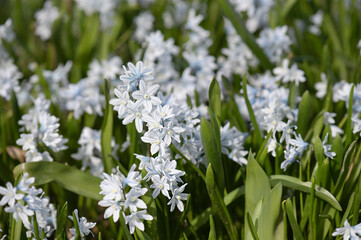 Wei&szlig;e bl&uuml;hende Fr&uuml;hlingsblumen in einem Park