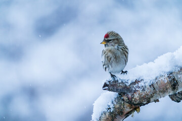 The common redpoll or mealy redpoll (Acanthis flammea) 