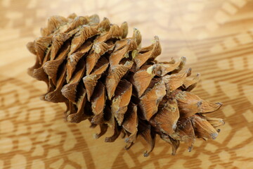 Fototapeta premium pine nut cone cedar nuts are a useful natural product