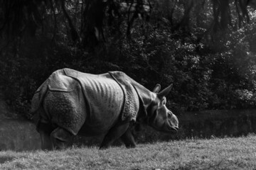 Grayscale shot of a rhino walking on a pile of grass with lush greenery all around it