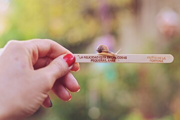 Caracol pequeño sobre palito de helado con frase
