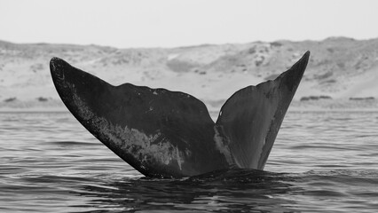 Fototapeta premium Whale tail out of water, Peninsula valdes,Patagonia,Argentina.