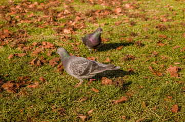 Gray pigeons perched on grass in the park