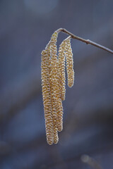 A lamb from a hazel tree on a twig.
