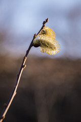 Willow flowers with pollen on a twig.