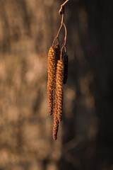 An alder lamb on a twig.