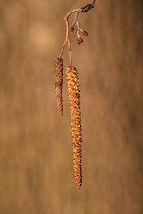 An alder lamb on a twig.