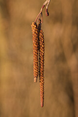 An alder lamb on a twig.