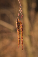 An alder lamb on a twig.