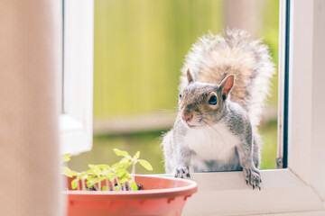 A grey squirrel is eating monkey nuts on a windowsill in London, friendly wild animals © Eszter