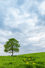 Lonely green oak in the field. Spring landscape with frown, thunderstorm sky.