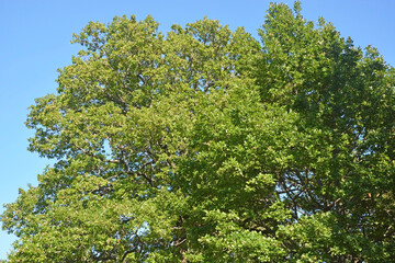 Fototapeta na wymiar Big oak tree at summer season at sunny day