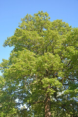 Big oak tree at summer season at sunny day